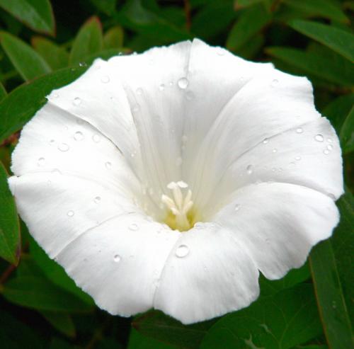 Fotografia de alberto - Galeria Fotografica: Flores - Foto: 