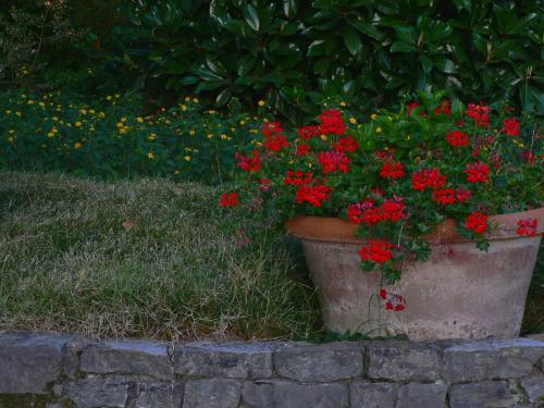 Fotografia de alberto - Galeria Fotografica: Flores - Foto: 