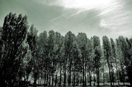 Fotografia de Virgilio - Galeria Fotografica: Paisajes - Foto: Alameda de Fuentiduea