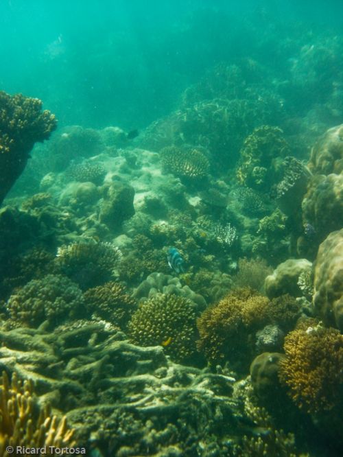 Fotografia de Ricard - Galeria Fotografica: Australia - Foto: 