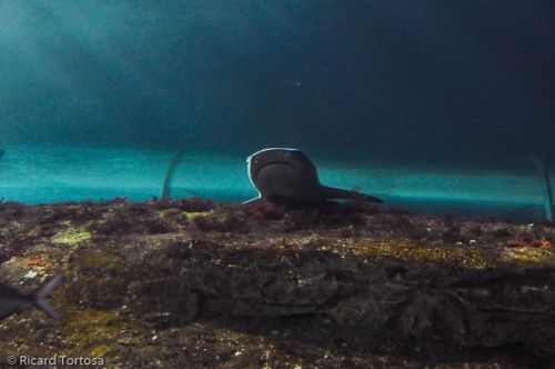 Fotografia de Ricard - Galeria Fotografica: Australia - Foto: 