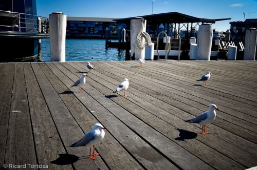Fotografia de Ricard - Galeria Fotografica: Australia - Foto: 