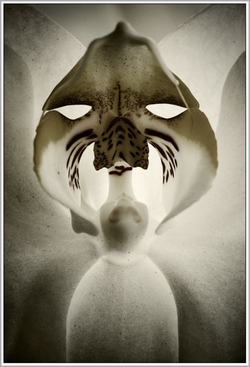 Fotografia de E. de Juan - Galeria Fotografica: Otras - Foto: Mister Hyde