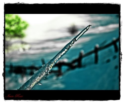 Fotografia de Ivan Rose - Galeria Fotografica: Garden of Roses - Foto: 