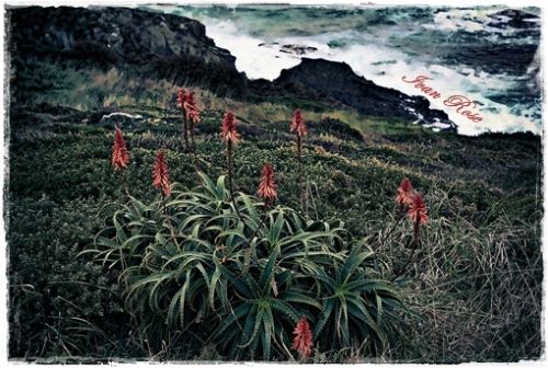 Fotografia de Ivan Rose - Galeria Fotografica: Garden of Roses - Foto: 