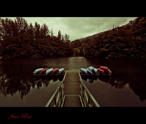 Fotografia de Ivan Rose - Galeria Fotografica: Garden of Roses - Foto: 