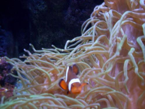 Fotografia de a.nerusy - Galeria Fotografica: mixta - Foto: ACUARIO