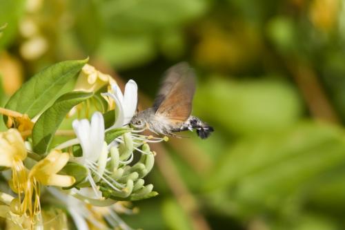 Fotografia de Amador - Galeria Fotografica: de todo un poco - Foto: mariposa colibri