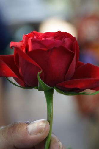 Fotografia de Amador - Galeria Fotografica: de todo un poco - Foto: rosa