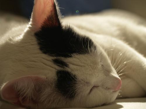 Fotografia de Misi - Galeria Fotografica: Animales - Foto: 