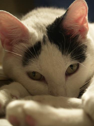 Fotografia de Misi - Galeria Fotografica: Animales - Foto: Mirada misteriosa