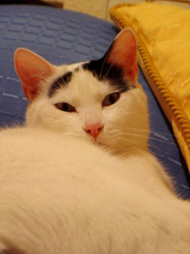 Fotografia de Misi - Galeria Fotografica: Animales - Foto: Mirada