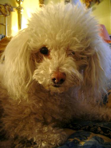 Fotografia de Misi - Galeria Fotografica: Animales - Foto: Retrato