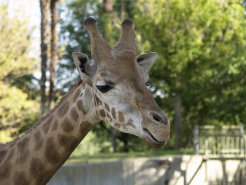 Fotografia de Misi - Galeria Fotografica: Animales - Foto: 