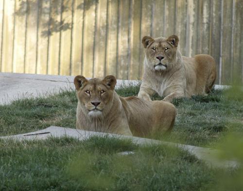 Fotografia de Misi - Galeria Fotografica: Animales - Foto: Intruso en su Territorio