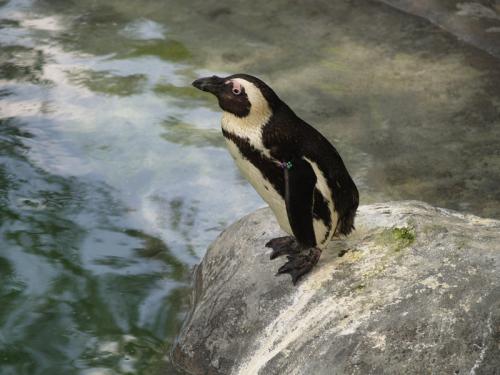 Fotografia de Misi - Galeria Fotografica: Animales - Foto: Melancolia