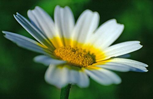 Fotografia de otin - Galeria Fotografica: flora - Foto: flor