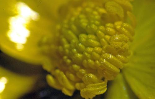 Fotografia de otin - Galeria Fotografica: flora - Foto: flor