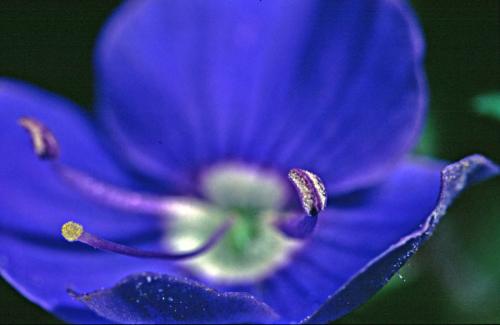 Fotografia de otin - Galeria Fotografica: flora - Foto: flor