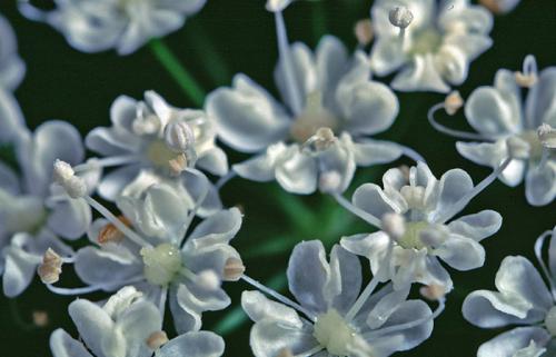 Fotografia de otin - Galeria Fotografica: flora - Foto: flor