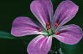 Fotos de otin -  Foto: flora - flor