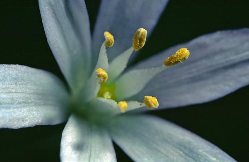 Fotografia de otin - Galeria Fotografica: flora - Foto: flor
