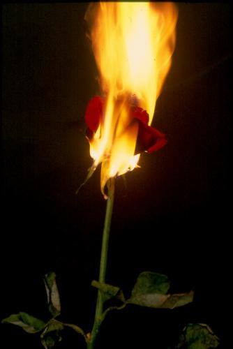 Fotografia de Pedro Alcantar - Galeria Fotografica: El Amor quema - Foto: Amor a fuego lento