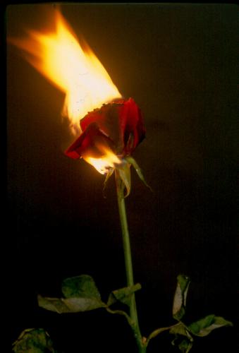 Fotografia de Pedro Alcantar - Galeria Fotografica: El Amor quema - Foto: Amor a fuego vivo