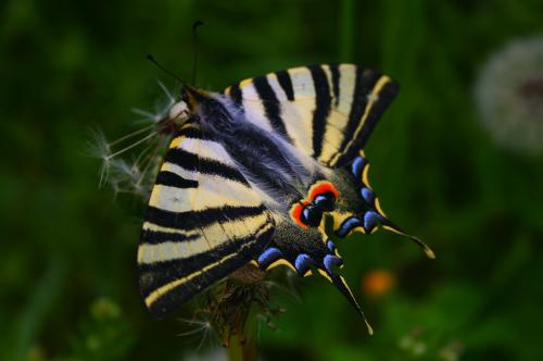 Fotografia de isaak - Galeria Fotografica: BICHOS - Foto: LA PAPALLONA