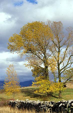 Fotografia de Agencia MOPE - Galeria Fotografica: Naturaleza - Foto: Chopo en otoo
