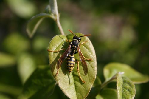 Fotografia de isaak - Galeria Fotografica: BICHOS - Foto: LABELLA