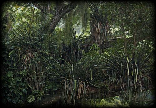 Fotografia de jesus - Galeria Fotografica: Alhambra - Foto: 