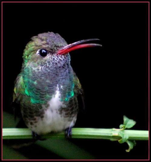 Fotografia de jesus - Galeria Fotografica: Alhambra - Foto: 