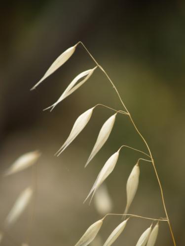 Fotografia de Cranc - Galeria Fotografica: La flora en verano - Foto: 