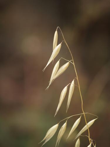 Fotografia de Cranc - Galeria Fotografica: La flora en verano - Foto: 