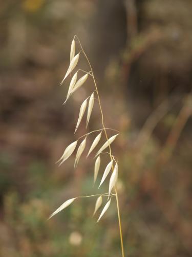 Fotografia de Cranc - Galeria Fotografica: La flora en verano - Foto: 