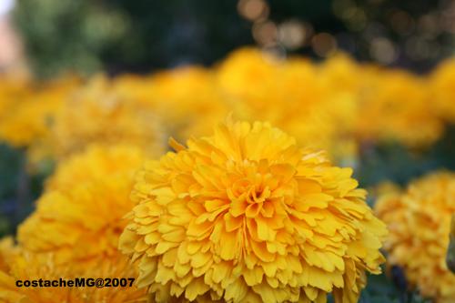 Fotografia de kotoyou - Galeria Fotografica: Sin Titulo - Foto: Yellow