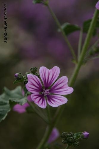Fotografia de kotoyou - Galeria Fotografica: Sin Titulo - Foto: Flower