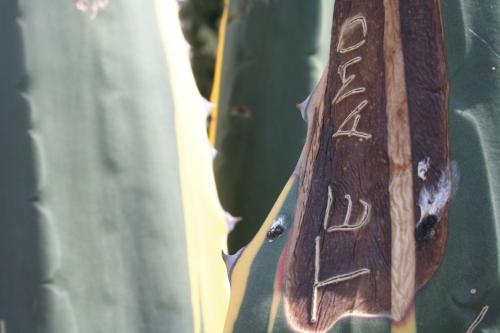 Fotografia de Momoztla - Galeria Fotografica: Cercano 2 - Foto: Amor del Monte