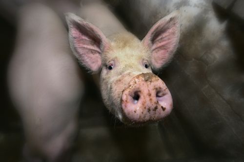 Fotografia de Otsoa y Garaio - Galeria Fotografica: Fotografa Otsoa y Garaio - Galera Digital - Foto: 