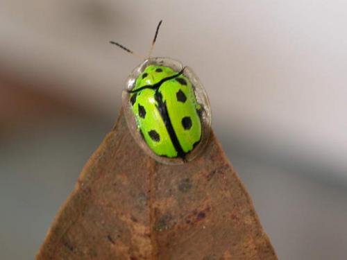 Fotografia de Luis Fernando - Galeria Fotografica: Macros - Foto: Coco