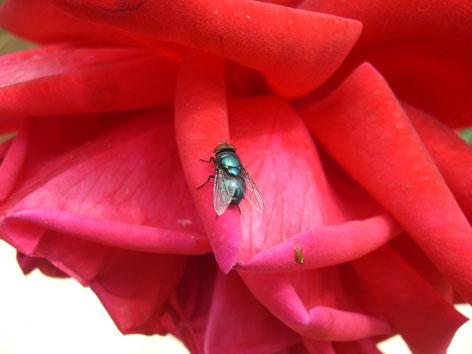 Fotografia de maria elena - Galeria Fotografica: cosas de mi vida - Foto: 