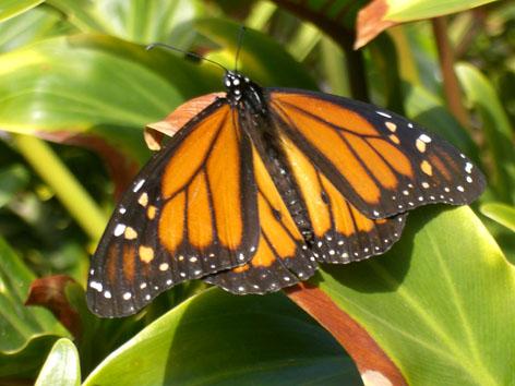 Fotografia de maria elena - Galeria Fotografica: cosas de mi vida - Foto: mariposa