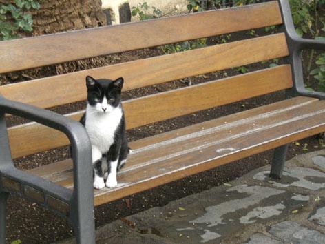 Fotografia de maria elena - Galeria Fotografica: cosas de mi vida - Foto: gato sentado