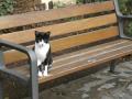 Foto de  maria elena - Galería: cosas de mi vida - Fotografía: gato sentado