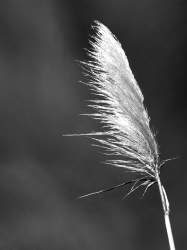 Fotografia de Roberto Carlos Pecino - Galeria Fotografica: Randomized III - Foto: Atardeceres