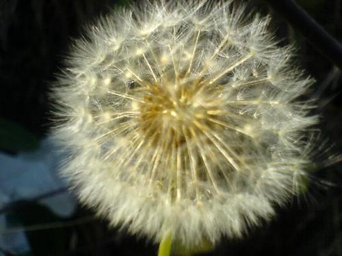 Fotografia de henrydnb - Galeria Fotografica: chucherias namas!!! - Foto: diente de leon