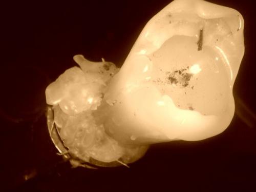 Fotografia de henrydnb - Galeria Fotografica: chucherias namas!!! - Foto: una vela!