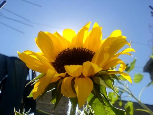 Fotografia de henrydnb - Galeria Fotografica: chucherias namas!!! - Foto: GIRAAA GIRAAA GIRASOL!