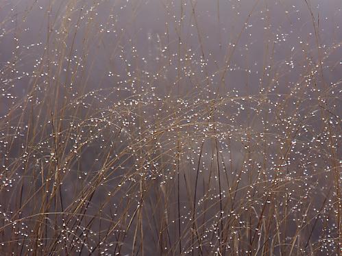 Fotografia de Sin Nombre - Galeria Fotografica: Naturaleza Intima - Foto: Gotas